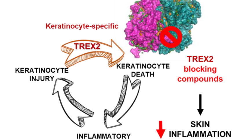 Small-molecule to treat psoriasis by targeting TREX2