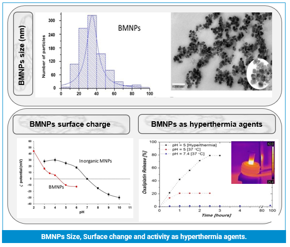 BMNPs-Size-surface-change-and-activity-as-hyperthermia-agents