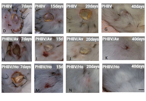 Representative images of wound healing process on mice dorsal skin after different time periods by Viromii