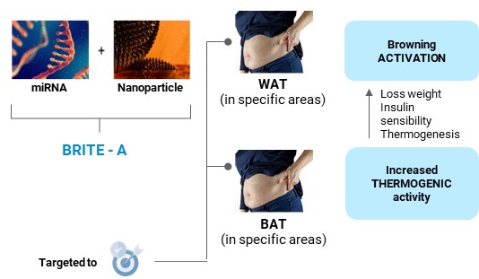 Obesity treatment based on a browning activation system