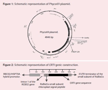 Plasmid-for-the-expression-of-genes-in-microalgae-and-resistance-gene