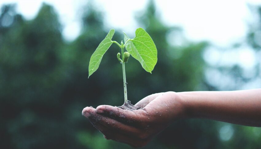 Seed coating containing a biocontrol agent and Saragassum Muticum as carbon source