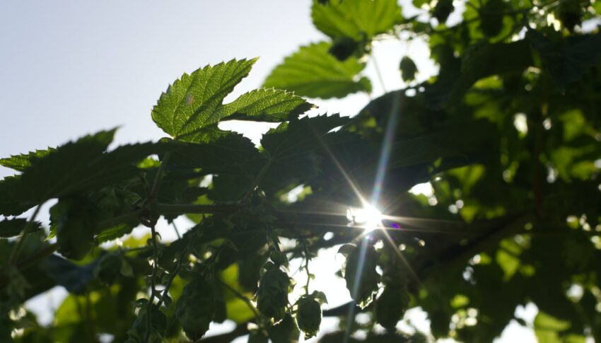 Seed coating containing a biocontrol agent and hops cones as carbon source