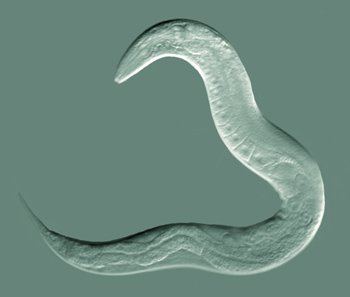 Healthspan automation for C. elegans in standard Petri plates