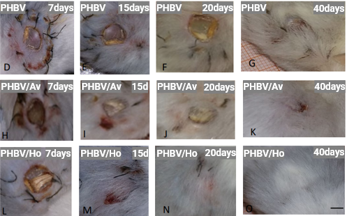 Representative images of wound healing process on mice dorsal skin after different time periods viromii