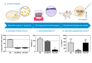 Study of proposed gels in in vitro models and in an in vivo rat model of periodontitis by Viromii