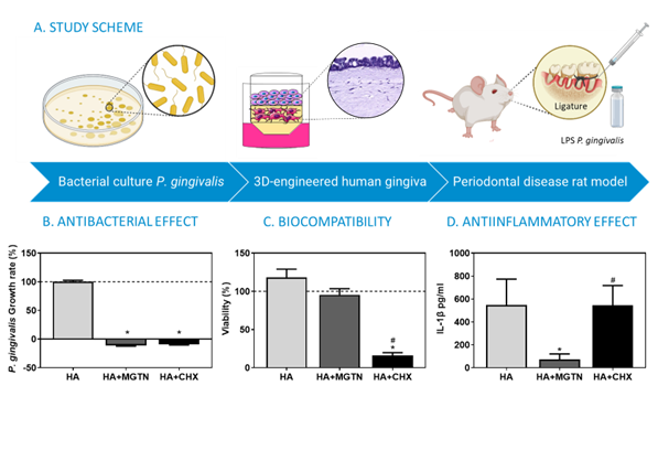 Mangostanin hyaluronic acid gels to treat periodontal disease