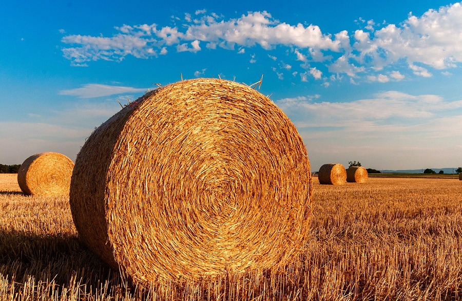 Reciclado biológico de residuos de paja de arroz