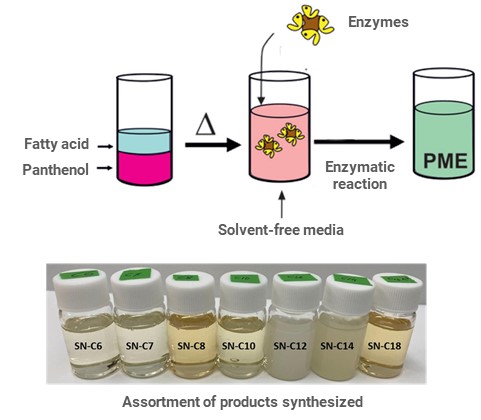 Enzymatic synthesis of panthenol monoacyl esters (PMEs) for techtransfer