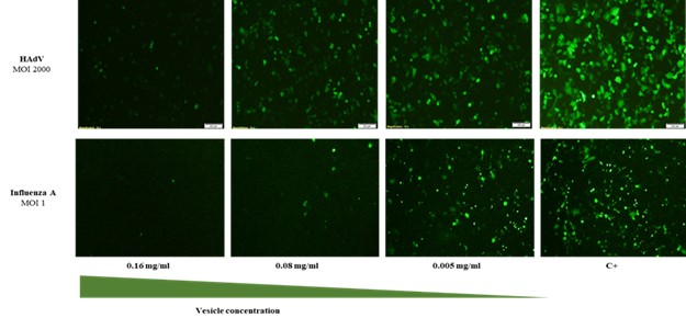 Concentration-dependent neutralization of human adenovirus and influenza A virus infection for tech transfer