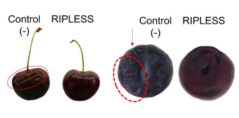 Differences observed when applying RIPLESS to cherries and plums