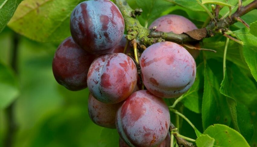 Natural solution to preserve stone fruits