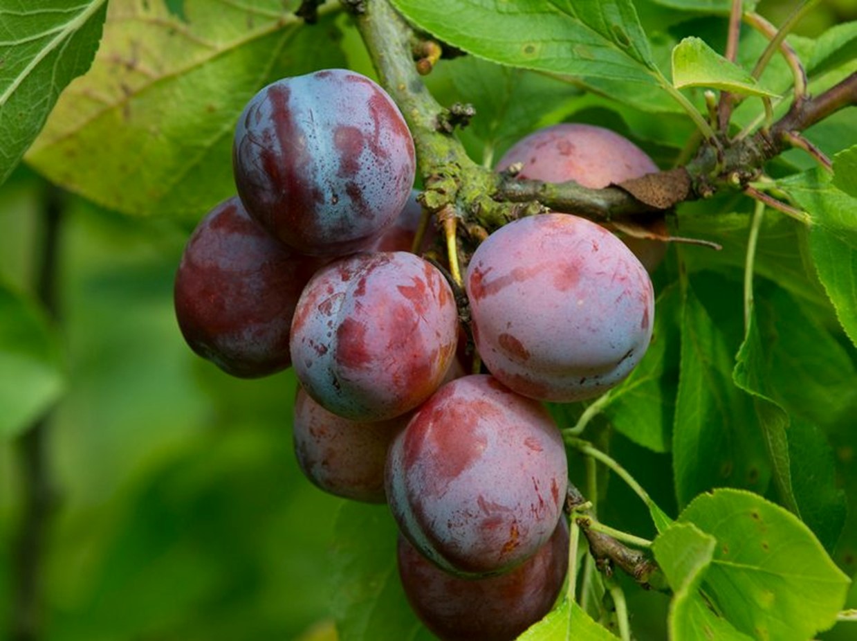 Natural solution to preserve stone fruits for techtransfer