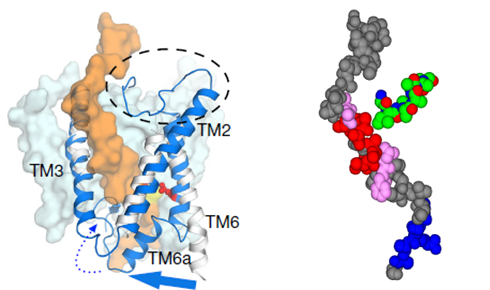 On the left, Notch receptor in brown and presenilin in blue, with the luminal loop surrounded by a dashed line. On the right, a render of the target peptide. 