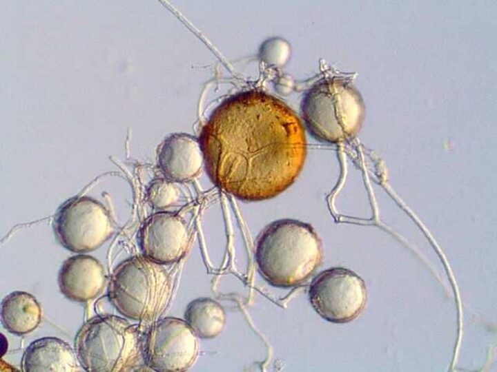 Two of the identified AMF strains. Photo taken by Amèlia Camprubí.