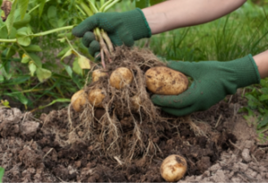 Genetic optimization of potato tuberization for stable yield under long-day and warm-night conditions for techtransfer